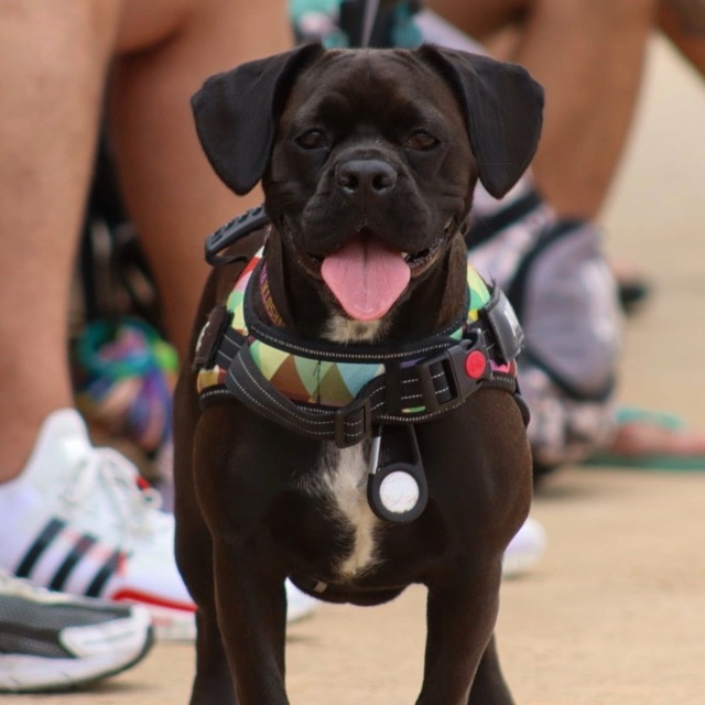 Blake - Pawparazzi