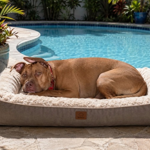 Rocco Wilton Edge Pawparazzi Aug 26