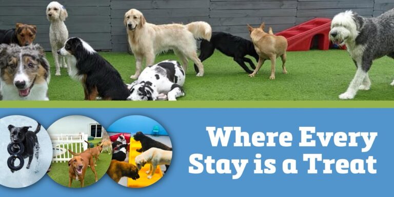 Social Pawz - Now Open Wilton Edge Setp 2026