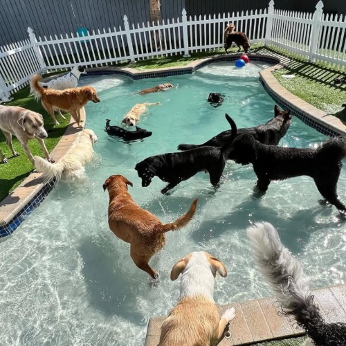 Social Pawz - Now Open Wilton Edge - Sep 2026