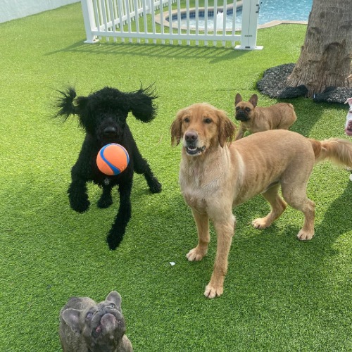 Social Pawz - Now Open Wilton Edge - Sep 2026