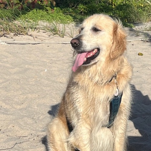 Pawparazzi - Barley 10-2025