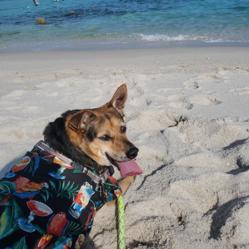 Pawparazzi - Capri