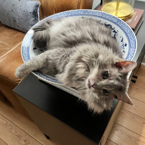 Pawparazzi - Lila