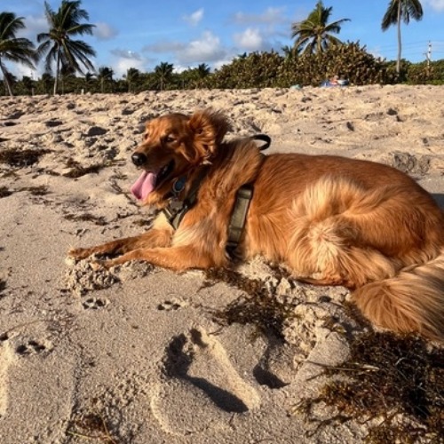Pawparazzi - Whiskey 10-2025